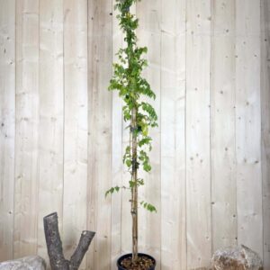 Campsis Yellow Trumpet Cont 12 L 175/200
