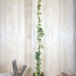 Hedera Colchica Dentata Variegata Cont 12 L 175/200