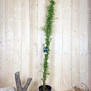 Jasminum Officinalis Cont 12 L 175/200