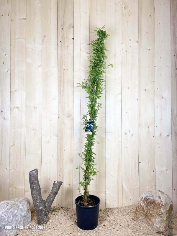 Jasminum Officinalis Cont 12 L 175/200