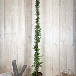 Lonicera Chinensis Cont 12 L 175/200