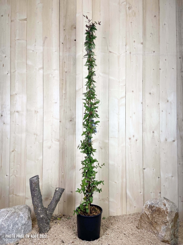 Lonicera Chinensis Cont 12 L 175/200