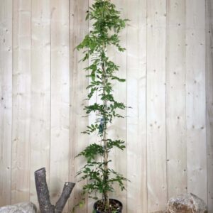 Wisteria Sinensis Alba Cont 12 L 175/200