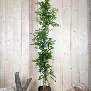 Wisteria Sinensis Bleu Cont 12 L 175/200