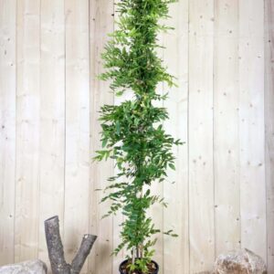 Wisteria Sinensis Rosea Cont 12 L 175/200