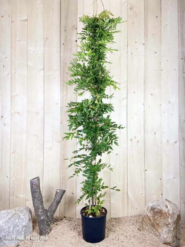 Wisteria Sinensis Rosea Cont 12 L 175/200