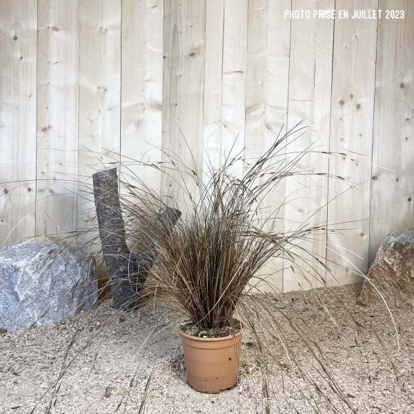 Carex Buchananii Red Rooster Cont 3 L Touffe / Avec PLV