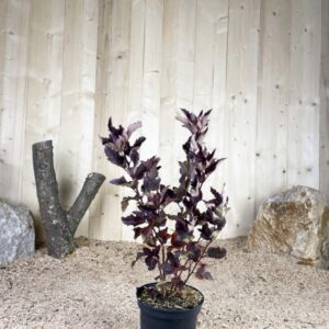 Physocarpus Opulifolius Diabolo ® Cont 3 L 40/60