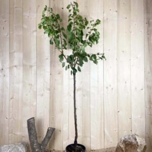 Prunus Armeniaca Reale D'Imola Cont 10 L 1/2 Tige 6/8
