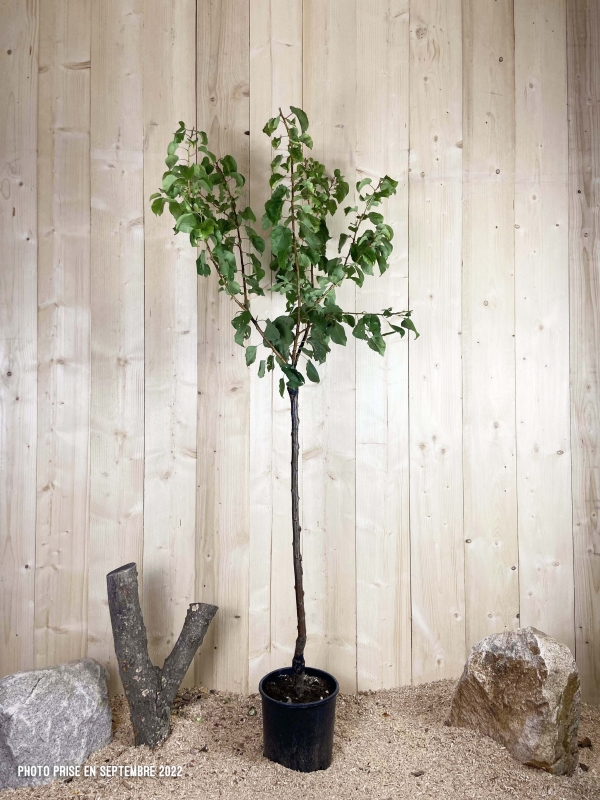 Prunus Armeniaca Reale D'Imola Cont 10 L 1/2 Tige 6/8