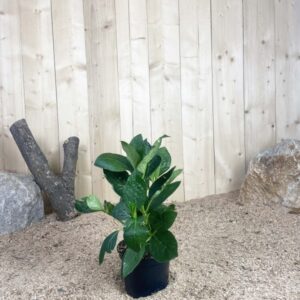 Hydrangea Macrophylla Madame Emilie Mouillere Cont 3 L 5/7 Branches