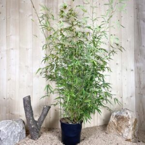 Phyllostachys Aurea Cont 15 L 150/175