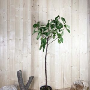 Prunus Avium Ferrovia Cont 10 L 1/2 Tige 6/8