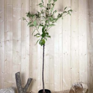 Prunus Avium Amarena Cont 10 L 1/2 Tige 6/8