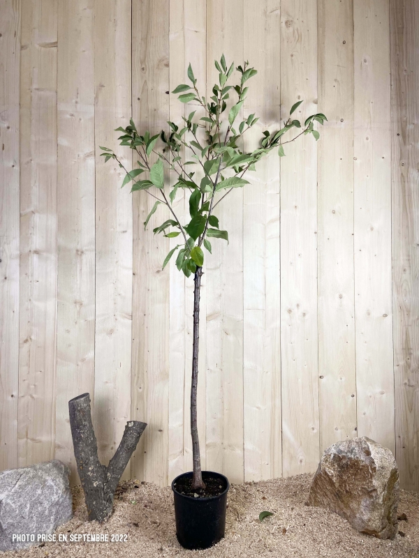 Prunus Avium Amarena Cont 10 L 1/2 Tige 6/8