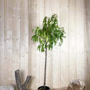 Prunus Persica Maria Bianca Cont 10 L 1/2 Tige 6/8