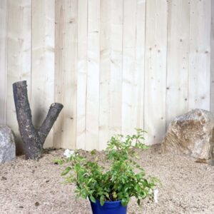 Rosa Rosanatura® Alba Cont 2 L Touffe
