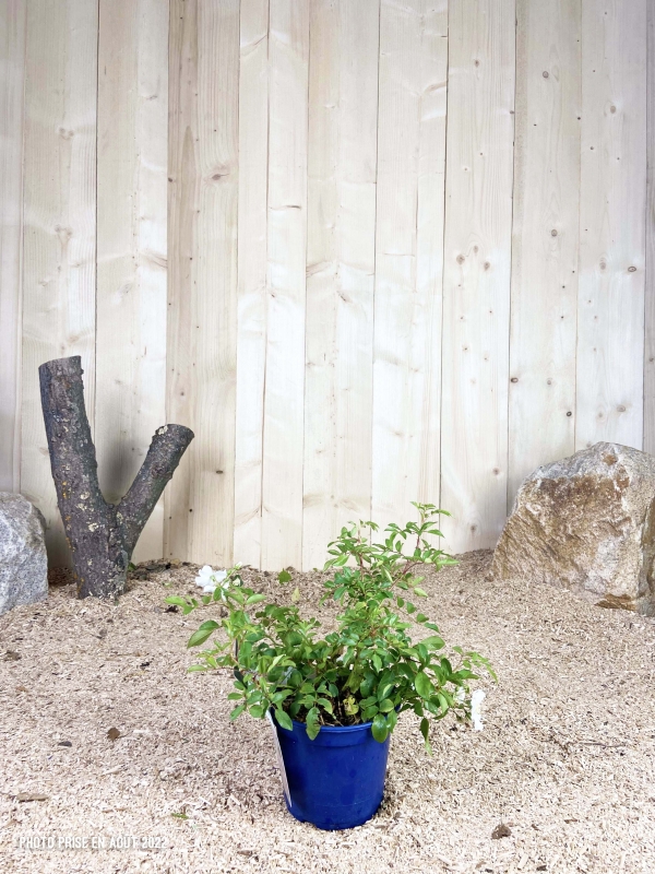 Rosa Rosanatura® Alba Cont 2 L Touffe / Avec PLV