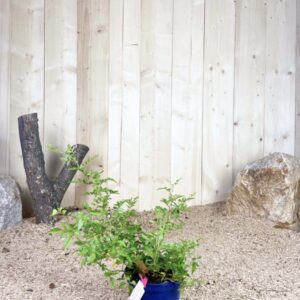 Rosa Rosanatura® Bicolore Cont 2 L Touffe