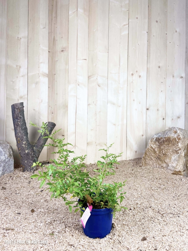Rosa Rosanatura® Bicolore Cont 2 L Touffe