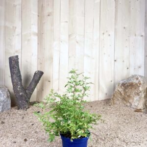 Rosa Rosanatura® Rosea Cont 2 L Touffe / Avec PLV