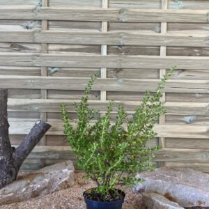 Escallonia Apple Blossom Cont 3 L 40/60