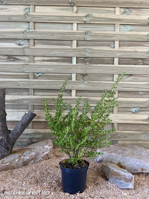 Escallonia Apple Blossom Cont 3 L 40/60