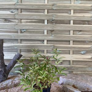 Weigela Florida Brigela ® Cont 3 L 30/40