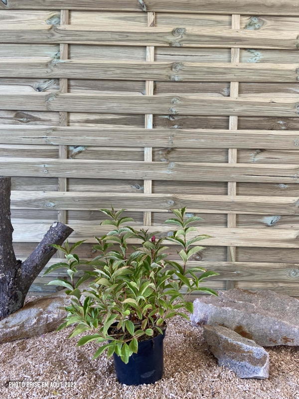 Weigela Florida Brigela ® Cont 3 L 30/40