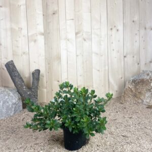 Azalea Japonica Arabesk Cont 3 L 25/30