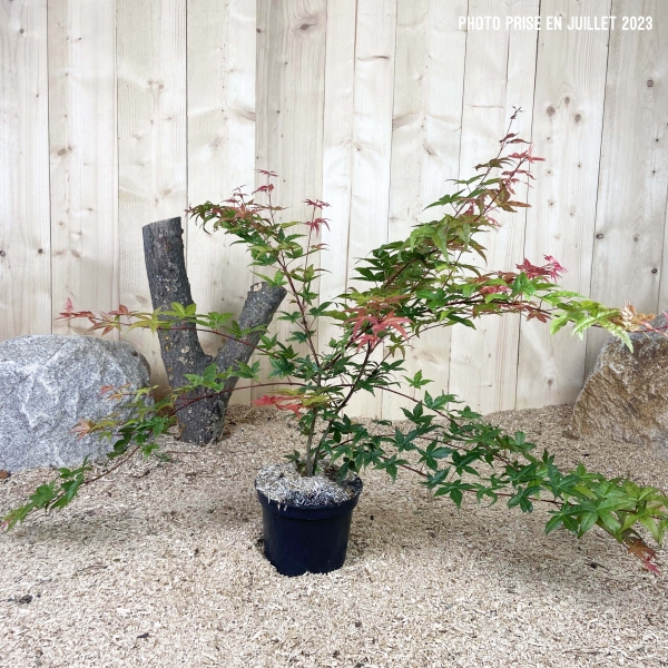 Acer Palmatum Beni Maiko Cont 3 L 40/60