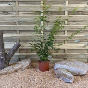 Acer Palmatum Beni Maiko Cont 3 L 60/80