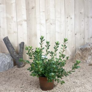 Azalea Japonica Christina Cont 3 L 25/30