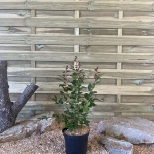 Lagerstroemia Indica Petit Red Cont 3 L 40/60