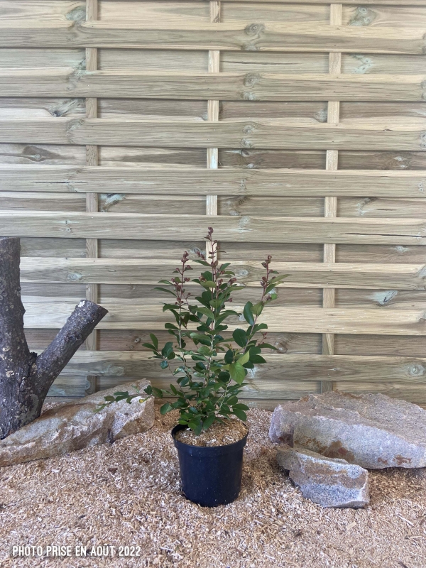 Lagerstroemia Indica Petit Red Cont 3 L 40/60