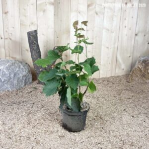 Corylus Avellana Cont 3 L Touffe
