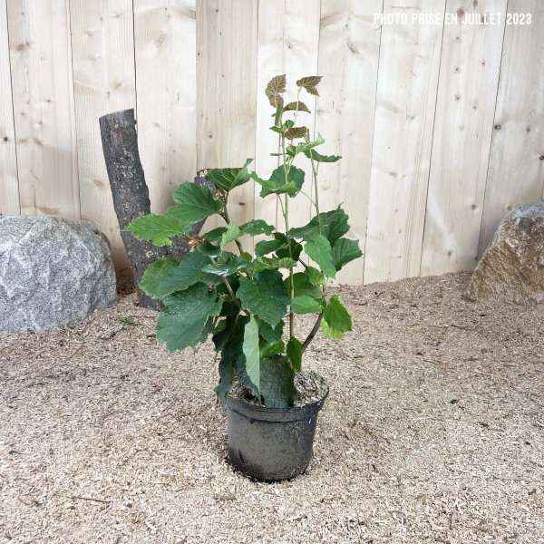 Corylus Avellana Cont 3 L Touffe