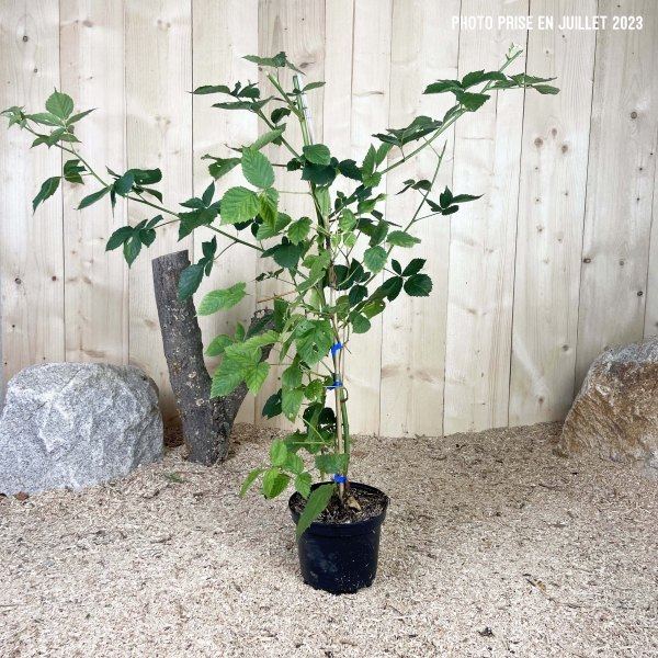 Rubus Fruticosus Dirksen Cont 3 L Touffe