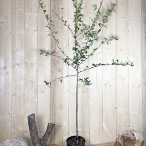 Crataegus Azarolus Cont 10 L 1/2 Tige 6/8