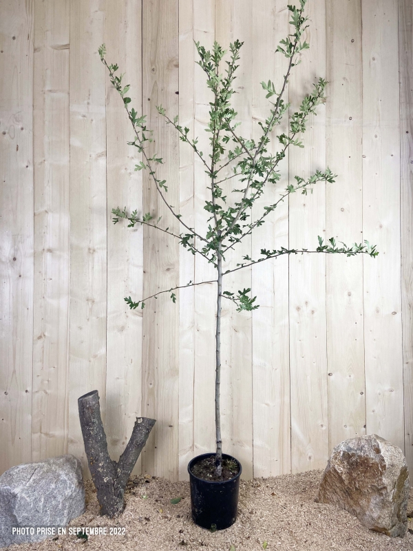 Crataegus Azarolus Cont 10 L 1/2 Tige 6/8