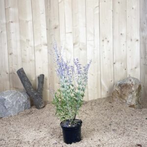 Perowskia Atriplicifolia Blue Spire Cont 3 L Touffe