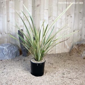Cordyline Australis Torbay Dazzler Cont 5 L Touffe