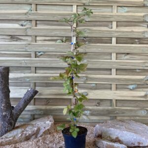 Rubus Tayberry Buckingham Cont 3 L Touffe