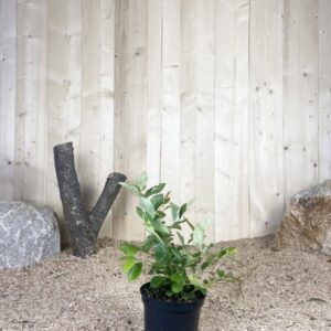 Vaccinium Corymbosum Patriot Cont 3 L Touffe