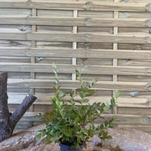 Vaccinium Corymbosum Blue Crop Cont 3 L Touffe