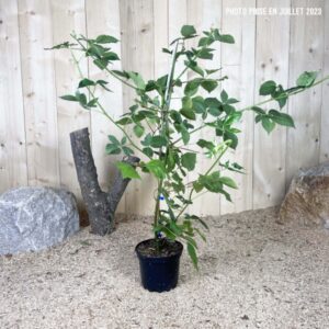 Rubus Fruticosus Black Satin Cont 3 L Touffe