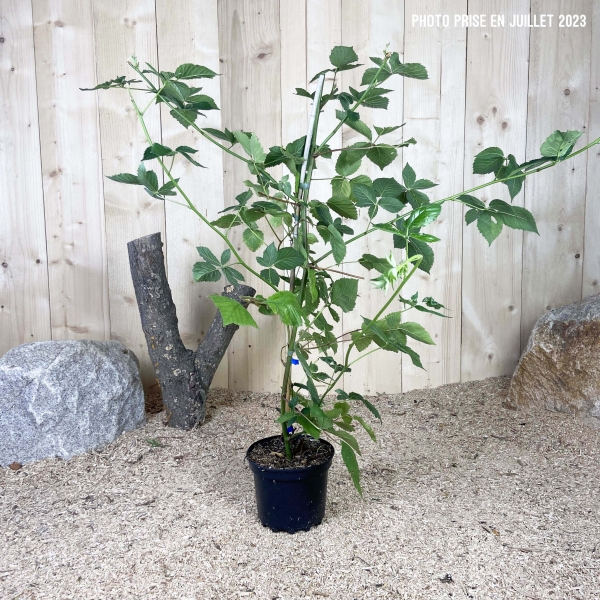 Rubus Fruticosus Black Satin Cont 3 L Touffe