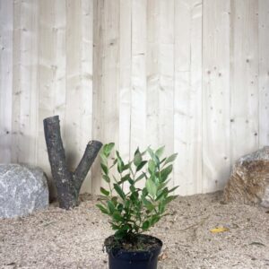 Vaccinium Corymbosum Spartan Cont 3 L Touffe