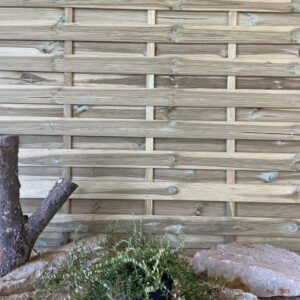 Vaccinium Macrocarpon Big Pearl Cont 3 L Touffe