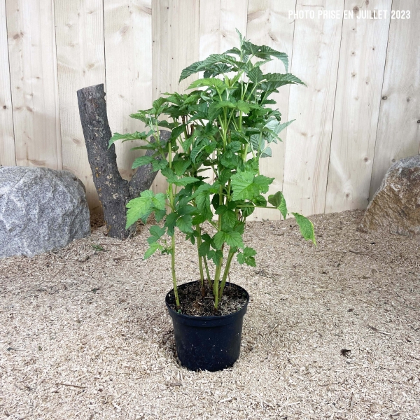 Rubus Idaeus Fallred Cont 3 L Touffe